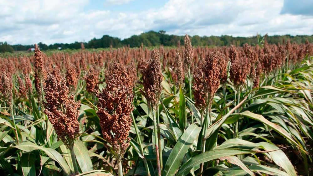 INTA AER Las Toscas y el sorgo – Investigación en Campo de Productor Generación de conocimientos para Producción Ganadera