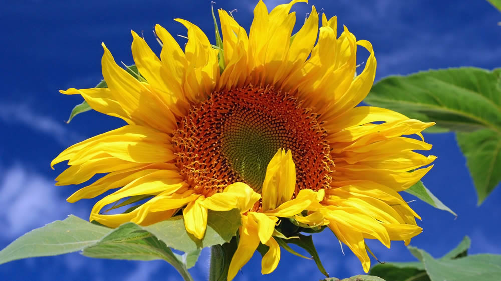 Buscan genes involucrados en el rinde del girasol