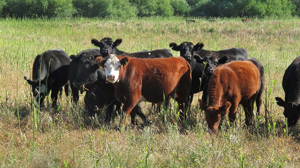 Invernada: la era de las vacas gordas