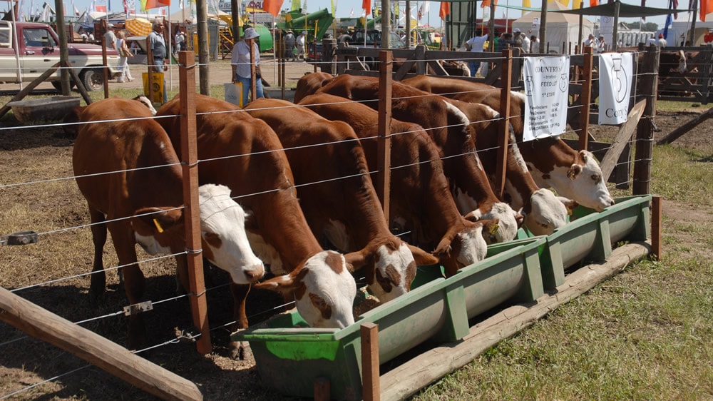 Ganadería en Expoagro 2018: Lo que tenés que saber