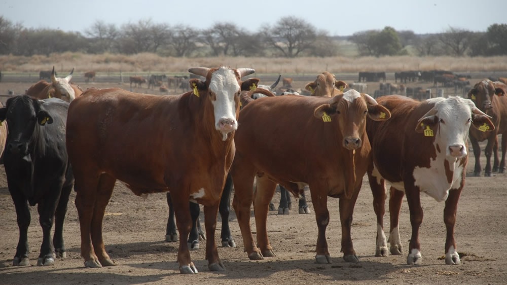 La tentación de la carne: Ganaderos y frigoríficos prometen más producción si el gobierno mantiene políticas «adecuadas»