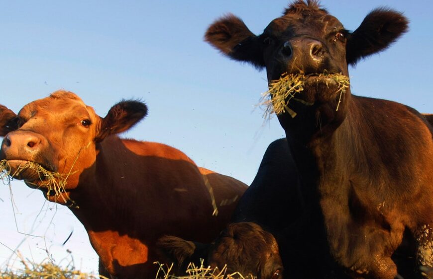 Enteque seco: cómo identificar intoxicación por duraznillo blanco en vacas de cría