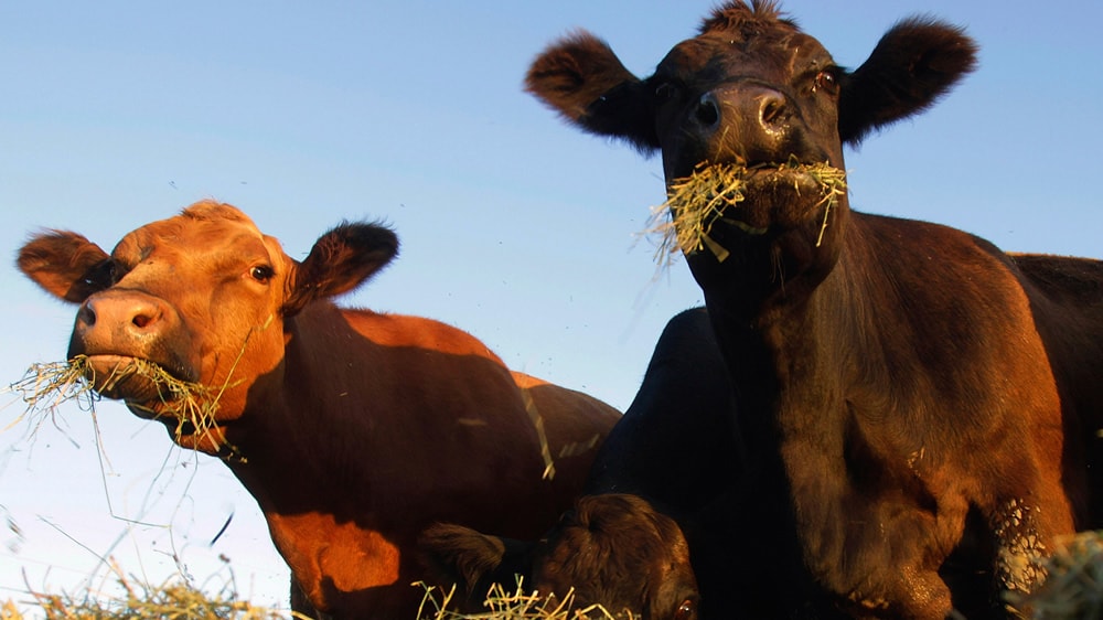 Cuánto caerá la producción de carne por la seca