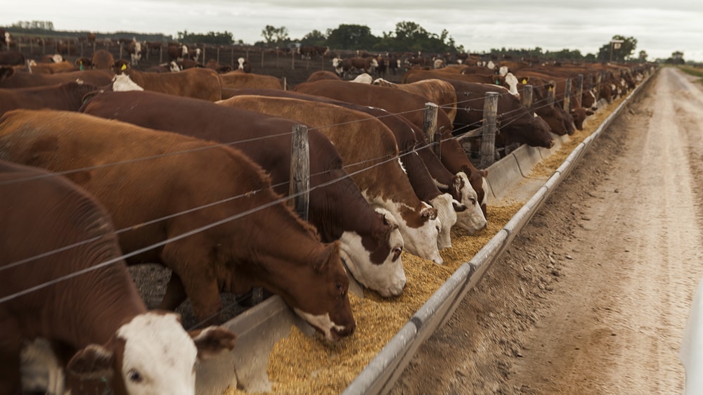 Vuelve a ser rentable convertir granos en carne