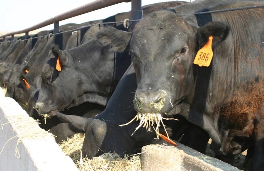 Lanzan innovación para gestionar el riesgo por calor en el feedlot