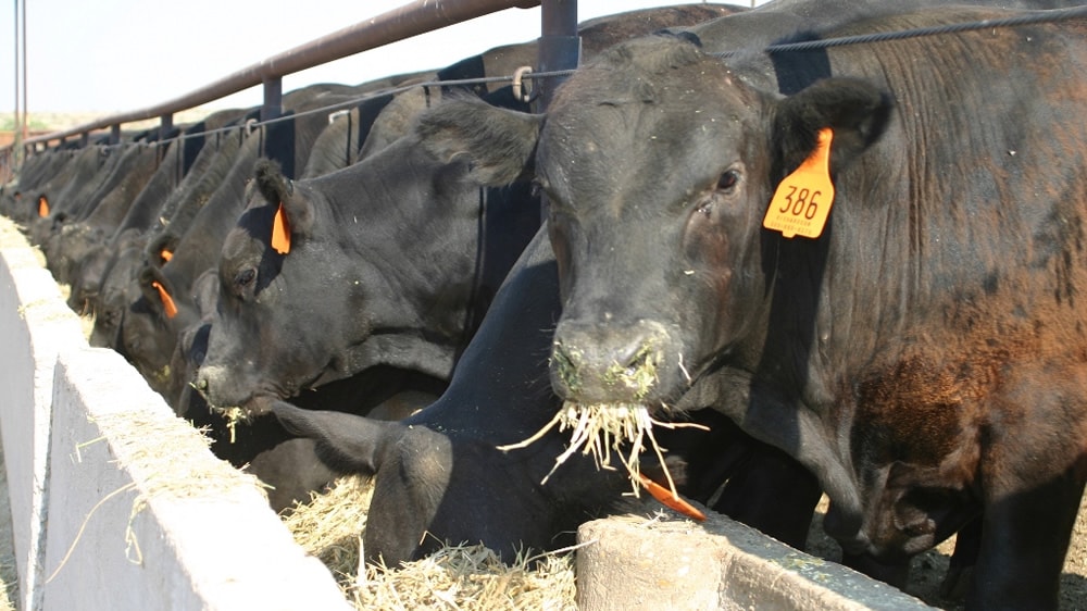 Fuerte caída del margen bruto de los feedlots