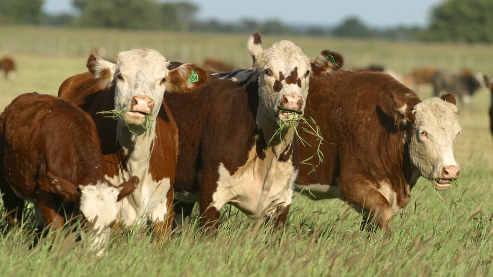 Manejo eficiente del pasto para engorde de novillos en planteo de ciclo completo en campo mixto