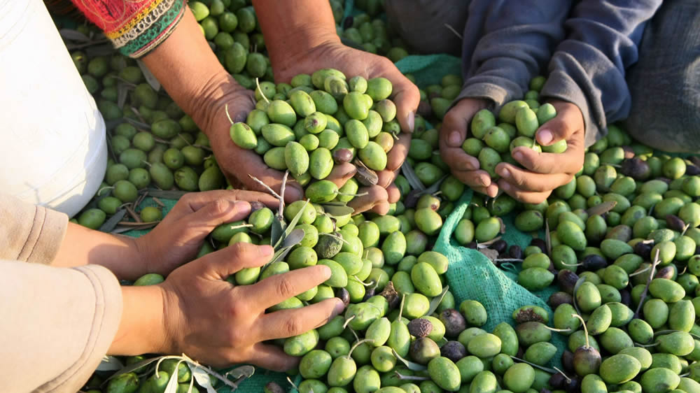 FAA: El sector olivícola exige la exclusión del aceite de oliva y la aceituna de mesa de la negociación Unión Europea – Mercosur