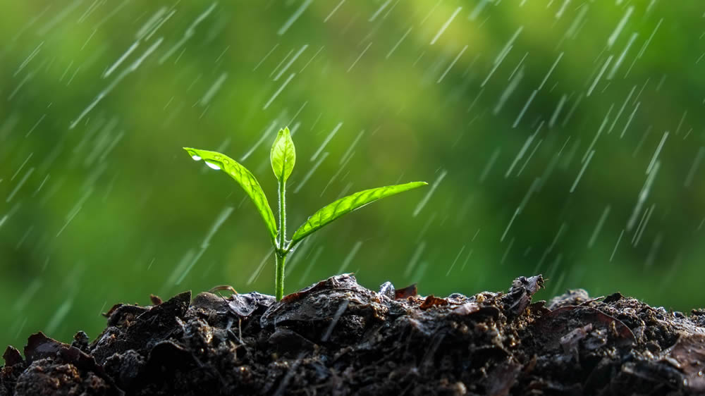 Lluvias: qué dice el pronóstico para la primera semana de febrero