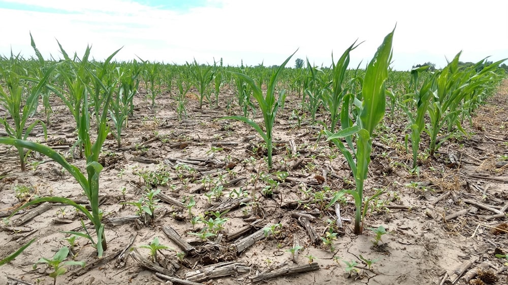 Bronca de los productores con Agroindustria porque oculta datos de la sequía