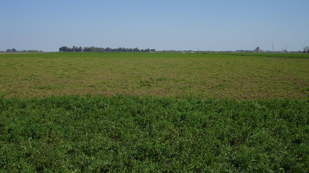 Implantación de pasturas base alfalfa