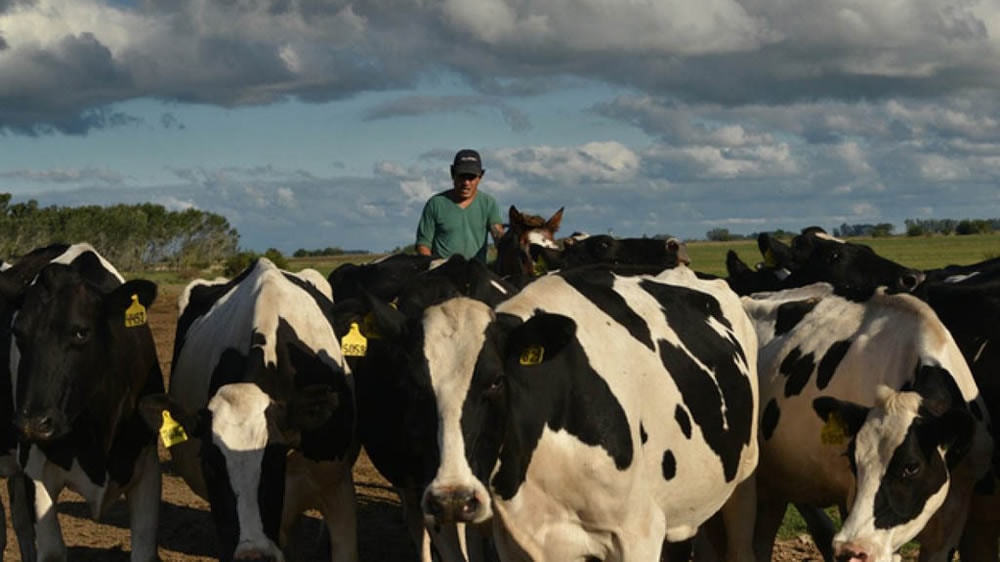 Ácido palmítico en la mitigación del síndrome de depresión de grasa láctea en vacas