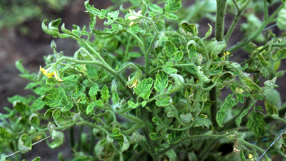 Identifican un nuevo virus que afecta al tomate