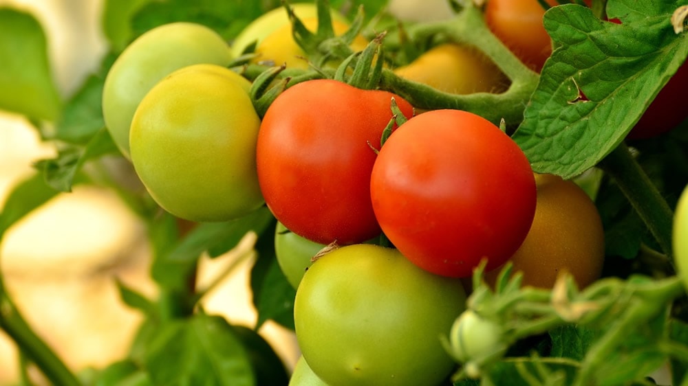 Desarrollan tomates genéticamente modificados más resistentes a las plagas