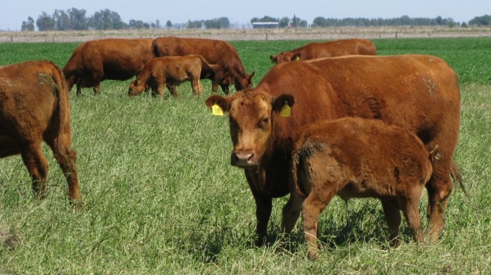 La ganadería bovina y la trampa del corto y el largo plazo