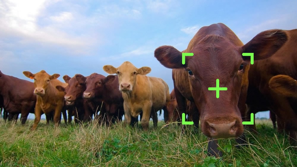 Vacas con reconocimiento facial: nueva tecnología para producir más carne y leche