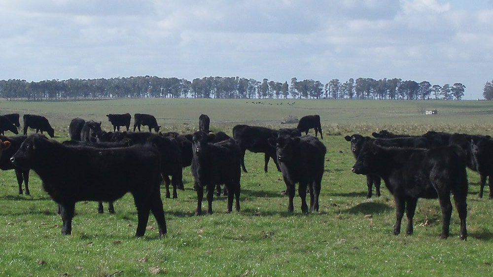 La cría bovina sigue perdiendo margen