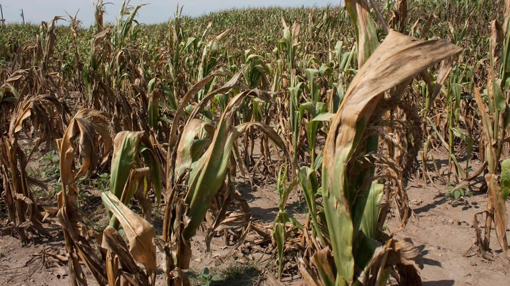 Las lluvias del fin de semana no alcanzaron a mejorar la soja y el maíz