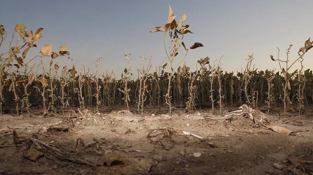 Sequía afecta a soja