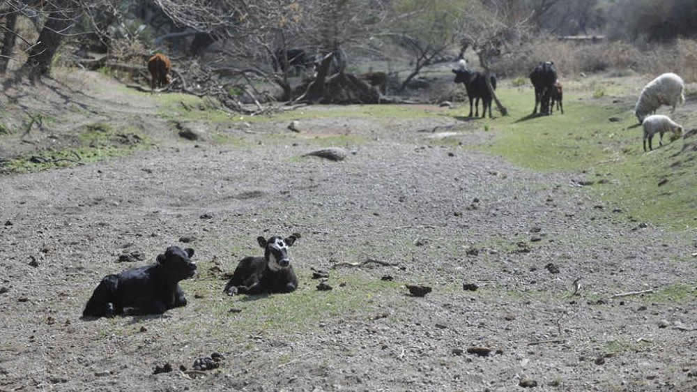 Luz de alerta para ganaderos y tamberos: las pasturas también sufren la sequía