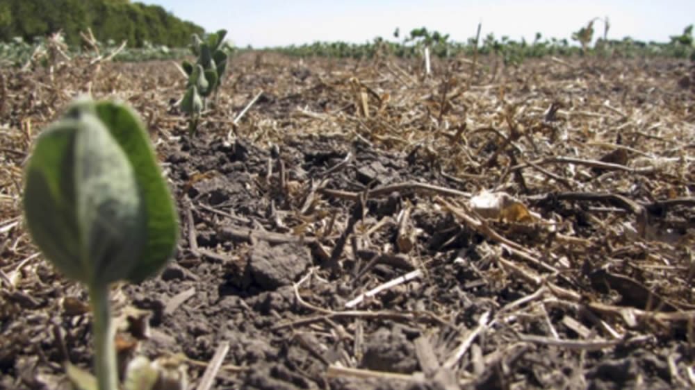 Por sequía, reclaman cambios en Ley de Emergencia Agropecuaria