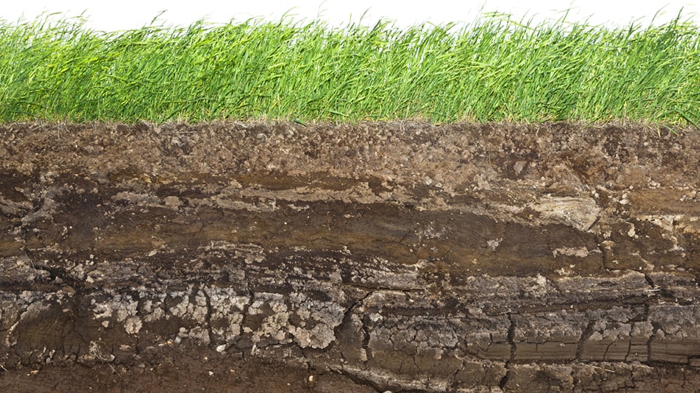 ¿Qué efecto tiene en las pasturas la presencia de Aluminio en el suelo y en la planta?