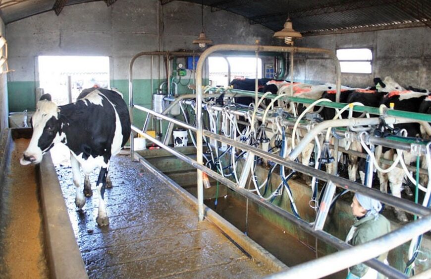 Paro en la industria láctea: millones de litros de leche no se recolectaron en los tambos