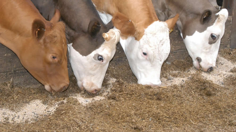 Más de 1.6 millones de toneladas de grano pasaron a consumo animal en Córdoba, por efectos de la sequía