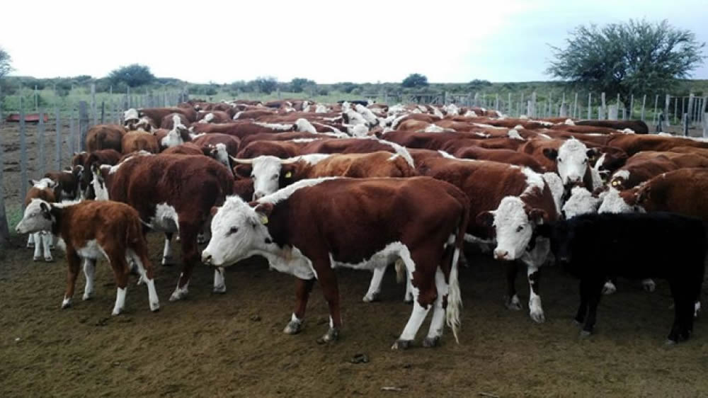 El mal de las vacas locas volvió a la cuna: Se detectó un caso en Escocia