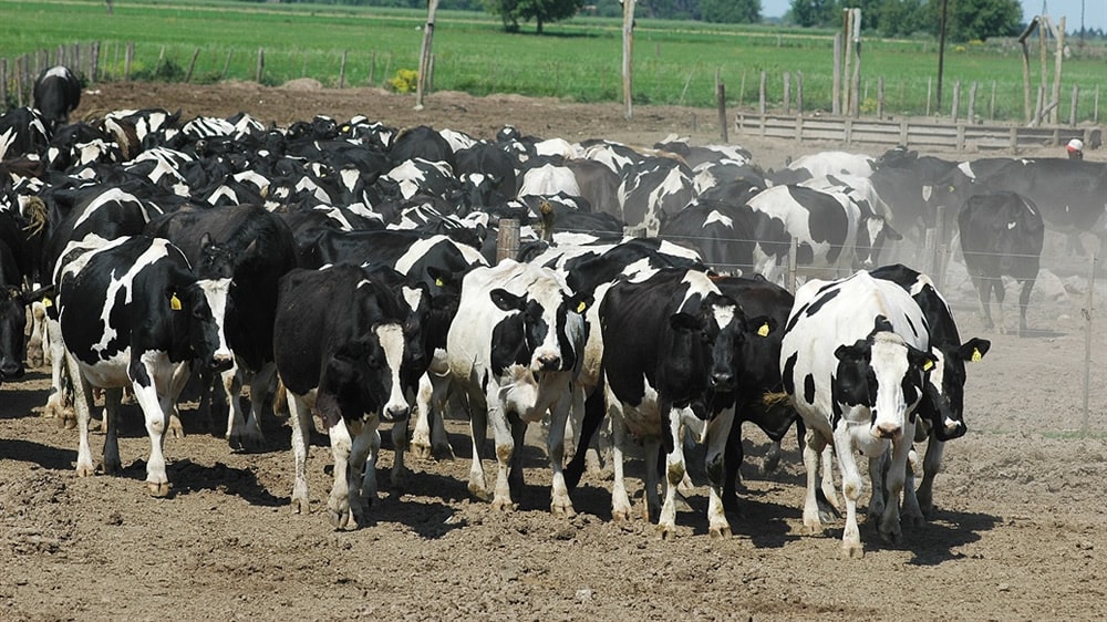 Vacas y vaquillonas de tambo con ventas más ágiles