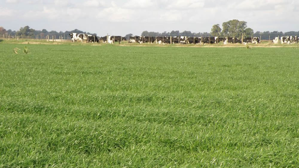 ¿Cómo logran sobrevivir las pasturas a las inundaciones y al pisoteo de los animales?