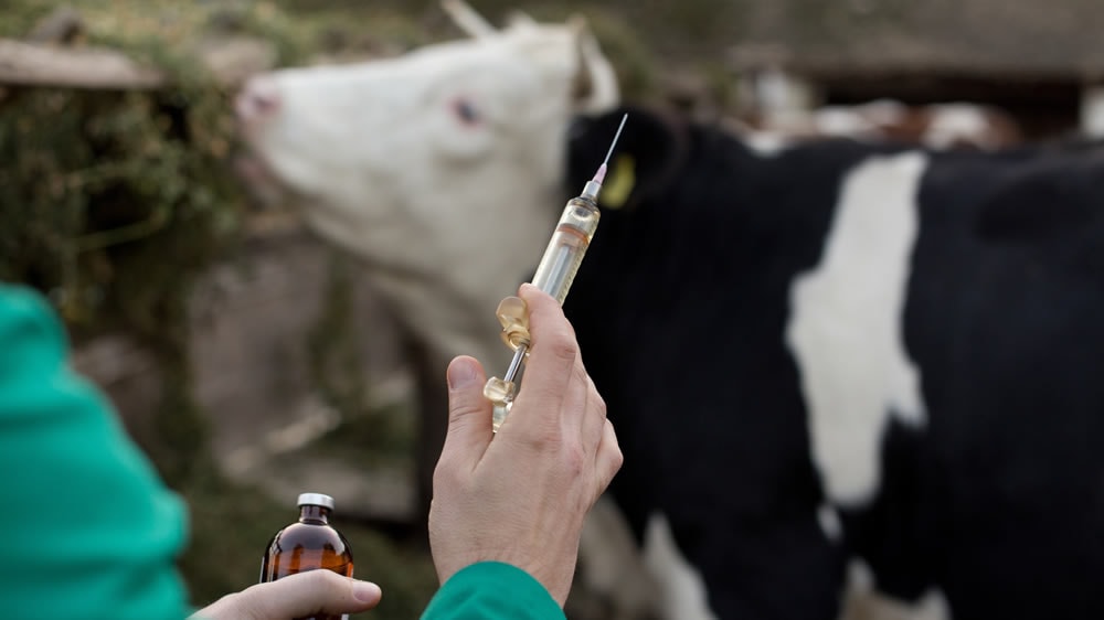 Vacunación de bovinos