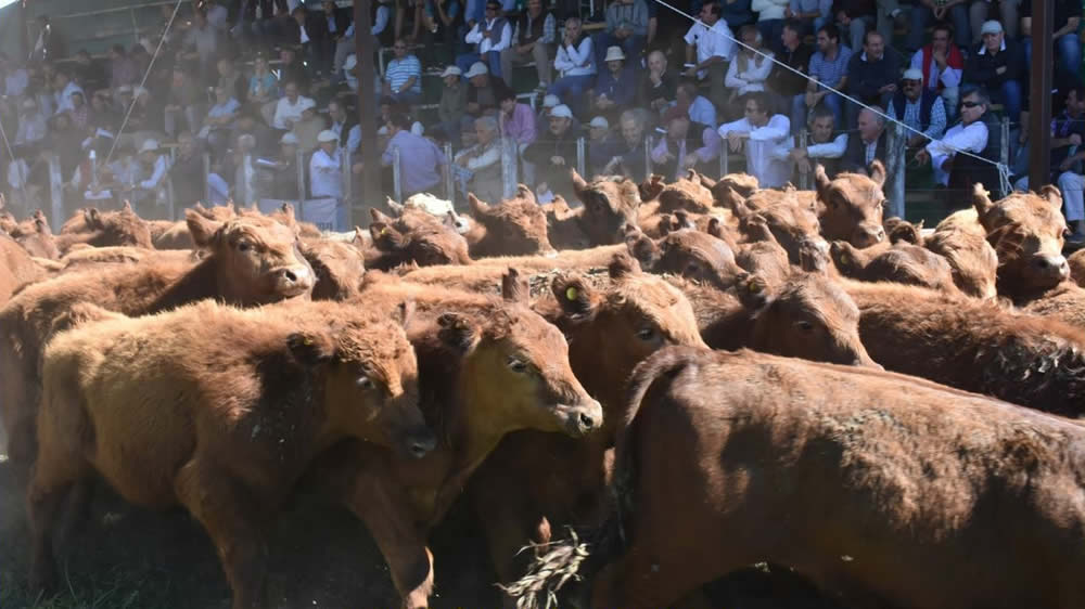 Aseguran que la ganadería pampeana superó los 3 millones y medio de cabezas