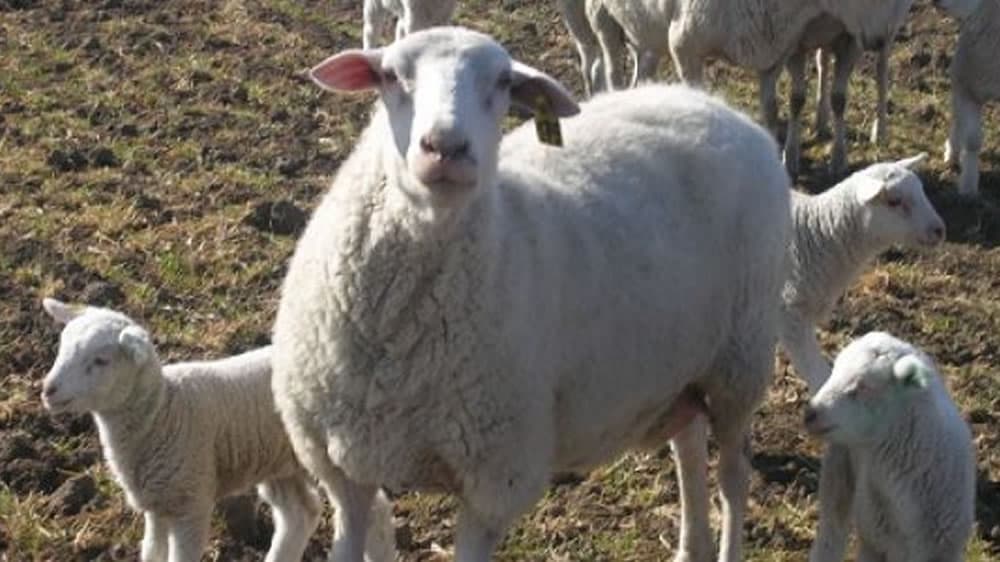 PampINTA hace punta en la ganadería ovina nacional