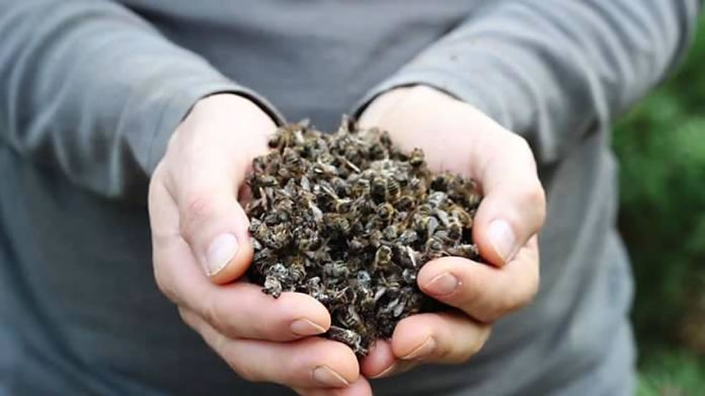 Las abejas en Córdoba habrían muerto por “aplicación de pesticidas en la única oferta floral de la zona”