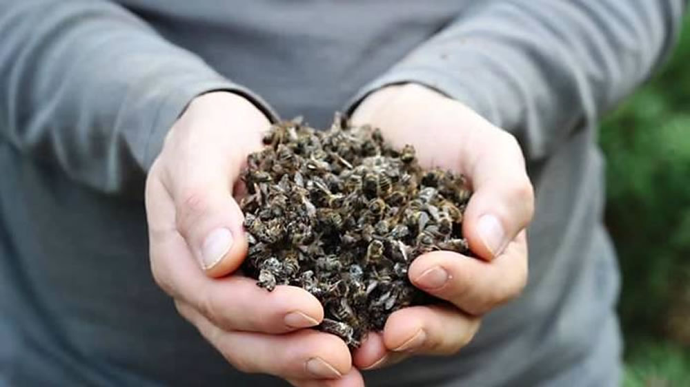 Confirman que dos agroquímicos interfieren en la polinización de las abejas