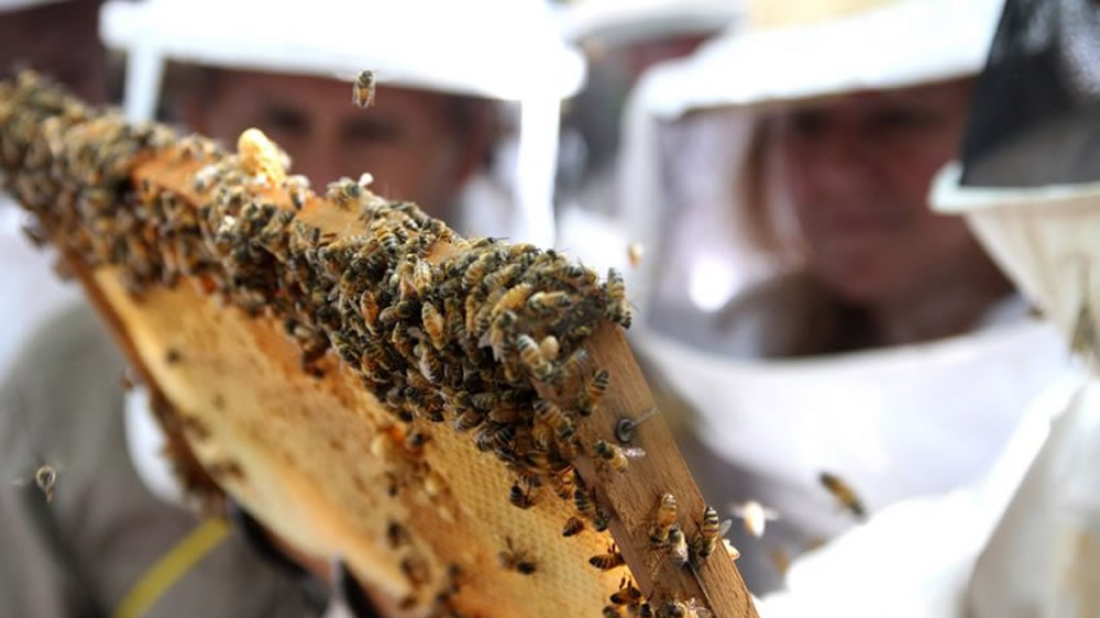 Argentina exportará gelatina bovina comestible, abejas reinas y cueros a Túnez