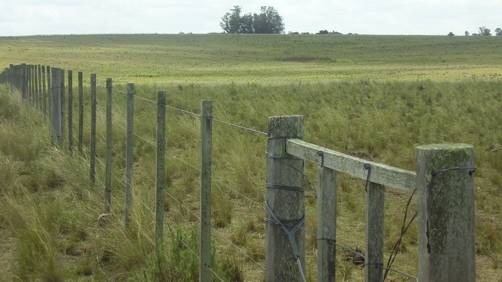 CREA analizó el impacto de la devaluación en el campo