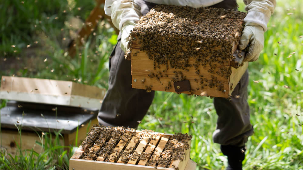 Colmenas sanas, apicultura