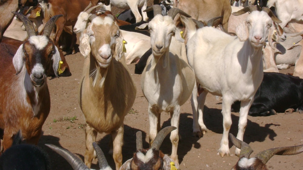 Cabras criollas contra el cambio climático