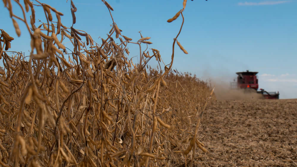 Argentina podría perder hasta U$S400 millones por la baja en la proteína de soja