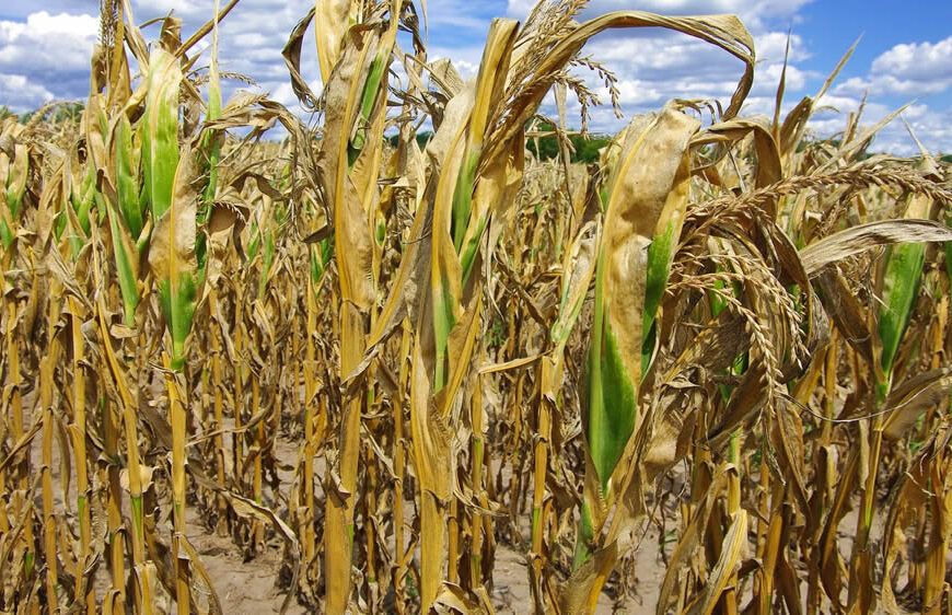 La sequía complica a la soja y el maíz: semana clave para los cultivos en Argentina y Brasil