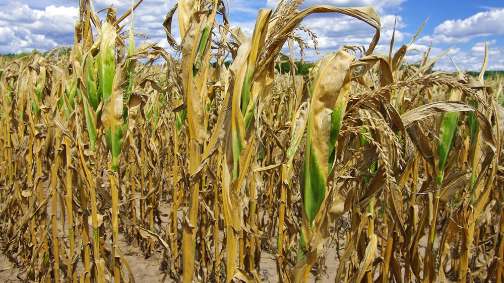 Sequía afecta a maíz