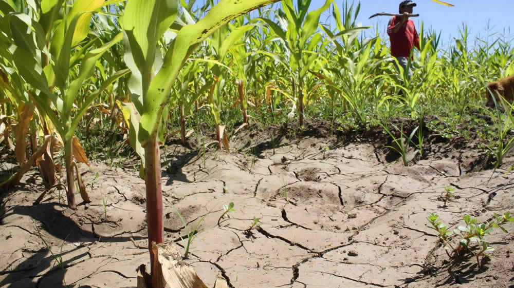 Se cumplieron los peores pronósticos de los productores: la sequía no da tregua