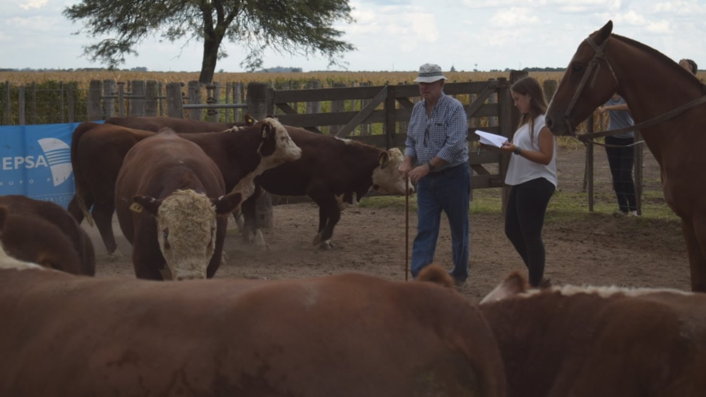 Realizaron primera Jura Fenotípica en prueba a campo Hereford en establecimiento “La Toma”