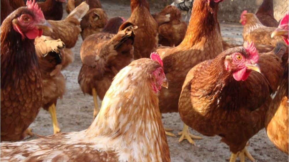 Estudiarán el virus de la bronquitis infecciosa aviar