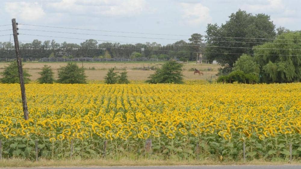 Estiman 100.000 toneladas menos de girasol