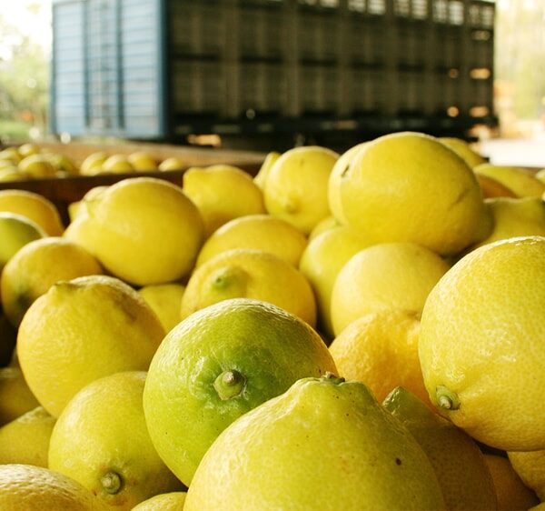 La exportación de limones en Argentina de la mano del Grupo Ruiz