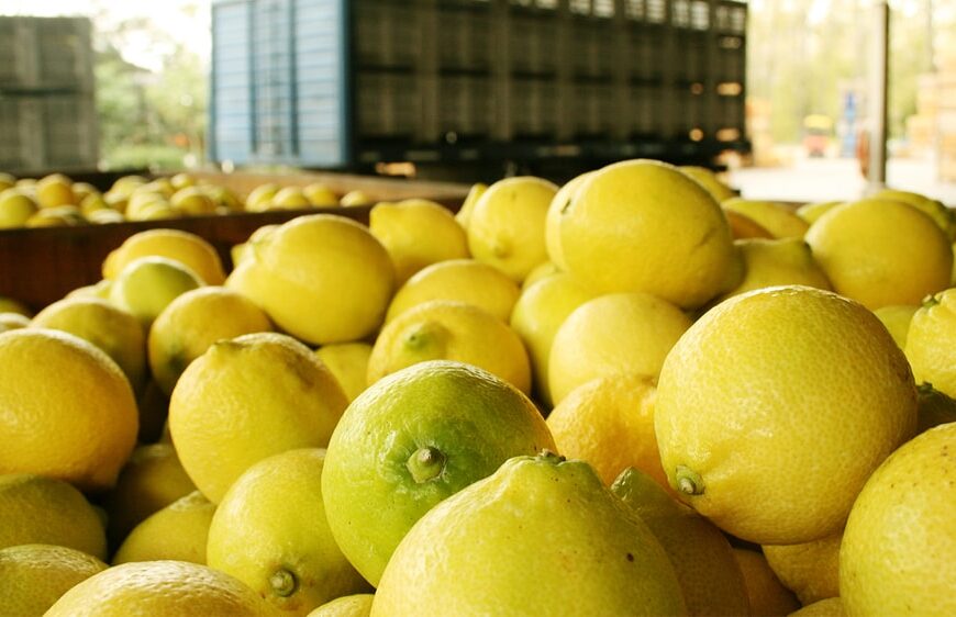La exportación de limones en Argentina de la mano del Grupo Ruiz