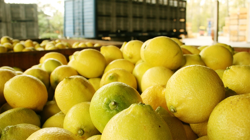 En abril el limón tucumano llegará a EEUU